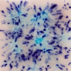 S2702 Northern Lights Seramik Sır