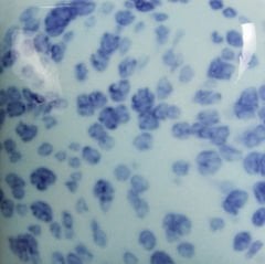 SP245 Speckled My Blue Heaven