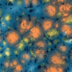 CG983 Koi Pond Seramik Sır