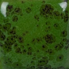 SP226 Speckled Green Thumb