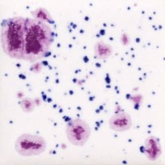 CG1011 Frosted Berries Seramik Sır